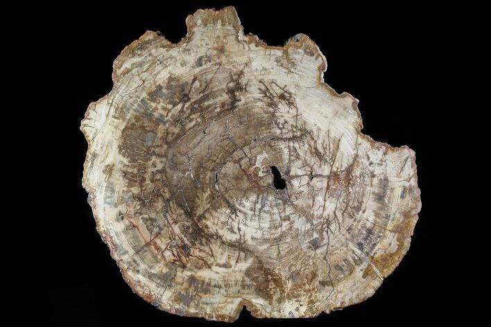 Triassic Petrified Wood (Araucaria) Slab - Madagascar #81341